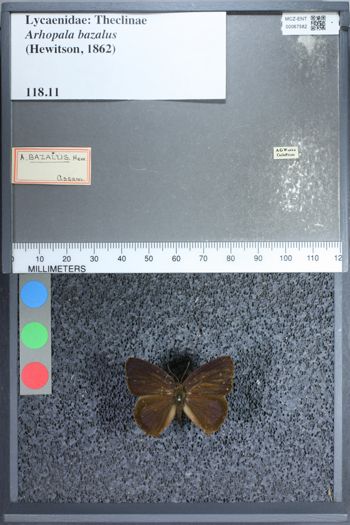 Media type: image;   Entomology 67582